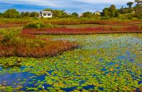Block Island Lilly Pond by David Lindsay