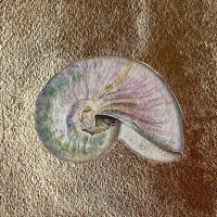Nautilus Gem by Sarah Crossman