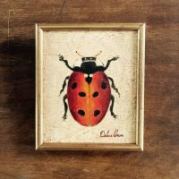 Ladybug by Dolores Aldecoa