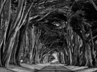 cypress tunnel by David Kaplan