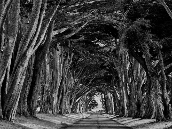 cypress tunnel by Patty Fisher