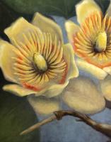 Tulip Tree Blossoms by Meredith Mulhearn