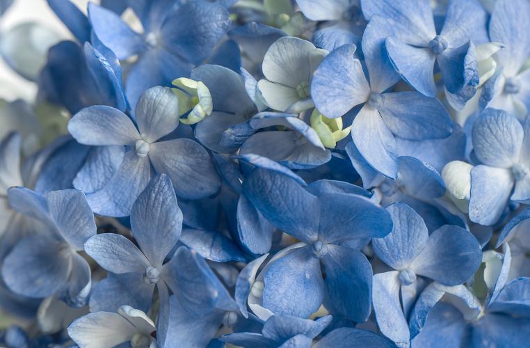 Blue Hydrangea by Vera Rahn