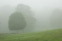 Morning Fog by nancy c woodward