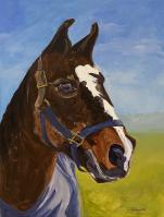 Horse In Blue Blanket by Clarice Shirvell